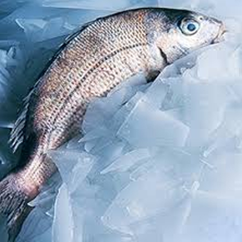 Control eficiente de la temperatura con máquinas de hielo en escamas CBFI en el procesamiento de alimentos