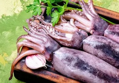 Máquinas eficientes de congelación de calamares: congelador de túnel versus congelador de placas para el procesamiento de mariscos